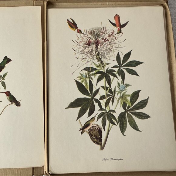 Audubon Birds Of America: 46 Of 50 Color Plates Selected by Roger T Peterson - Picture 5 of 15